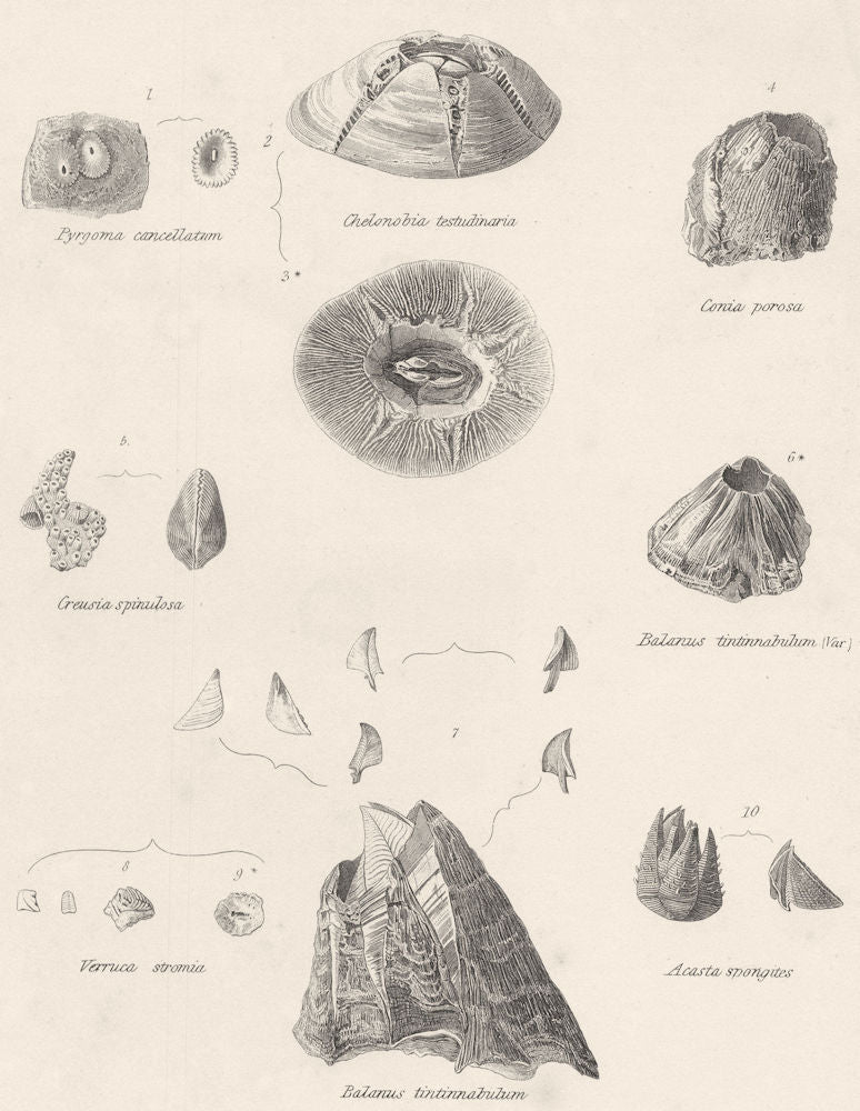 CIRRIPEDES. Pyrgoma Cancellatum; Chelonobia testudinaria; Conia porosa 1860